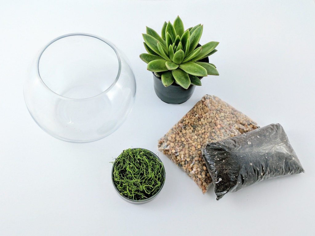 Terrarium DIY Materials