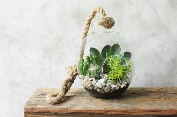 DIY Terrarium Ideas and Tips